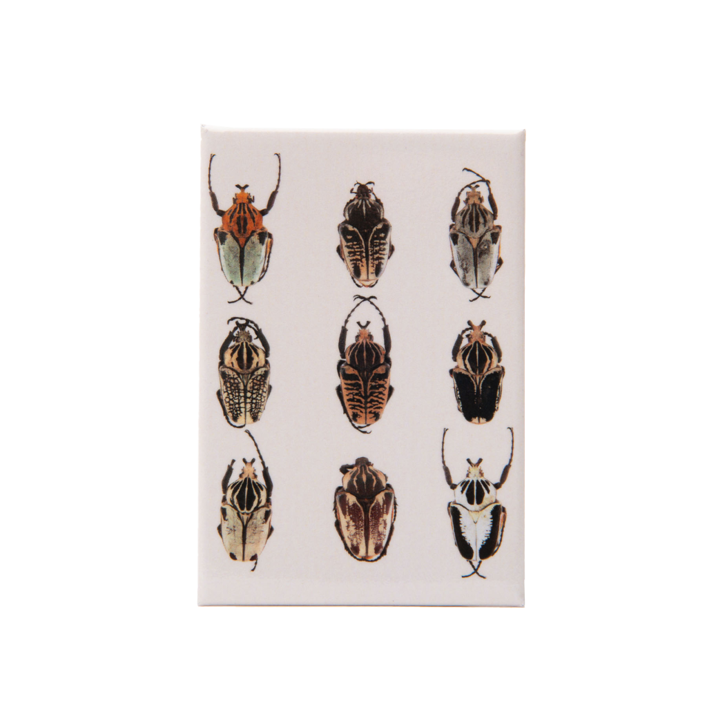 magnet-coleopters-africashop